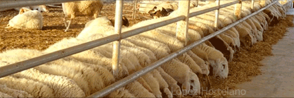 ovejas comiendo pienso